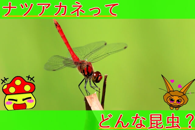 Thumbnail of post image 072